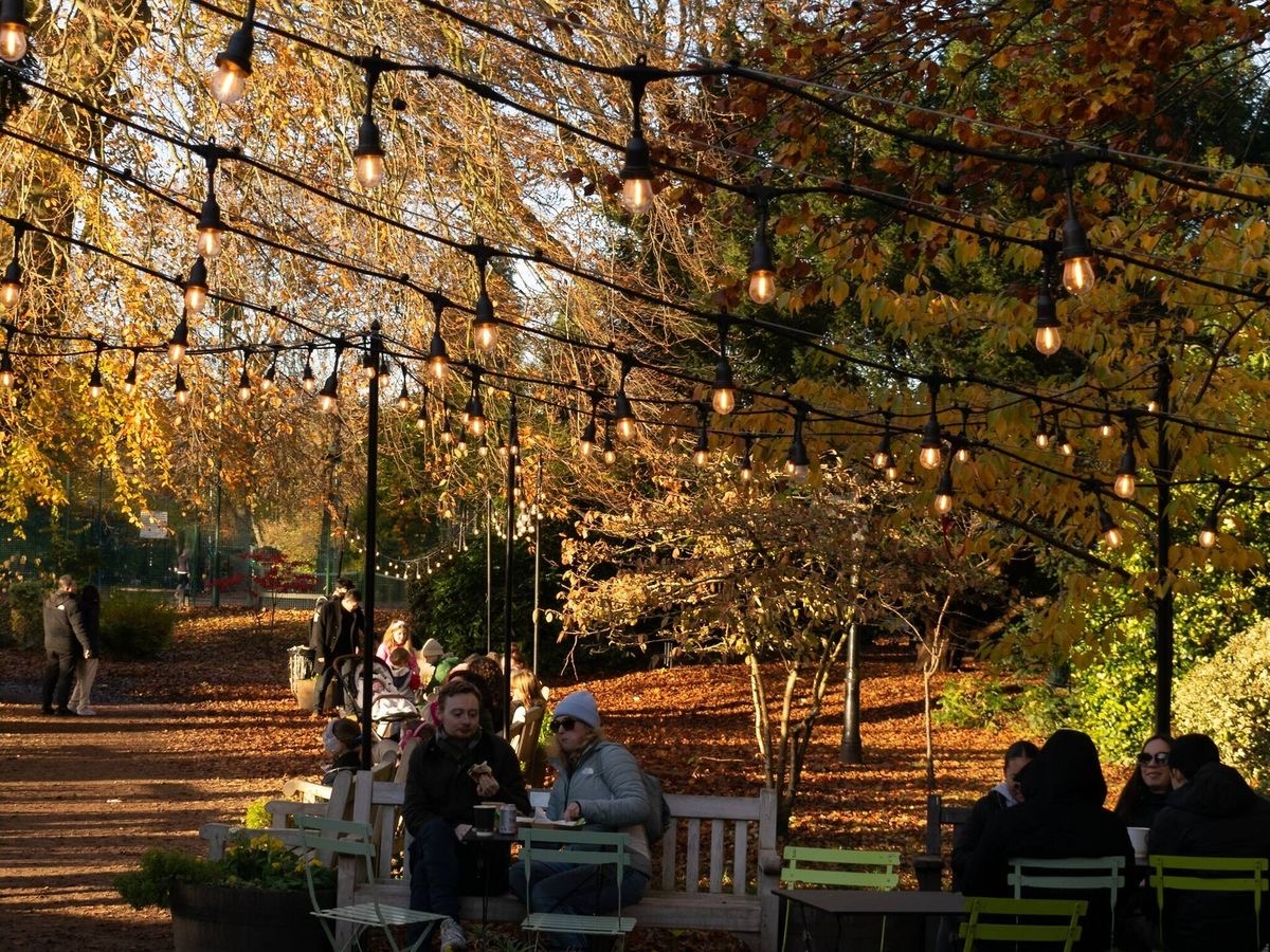 Festoon lights strung over an autumn garden bar in Didsbury.