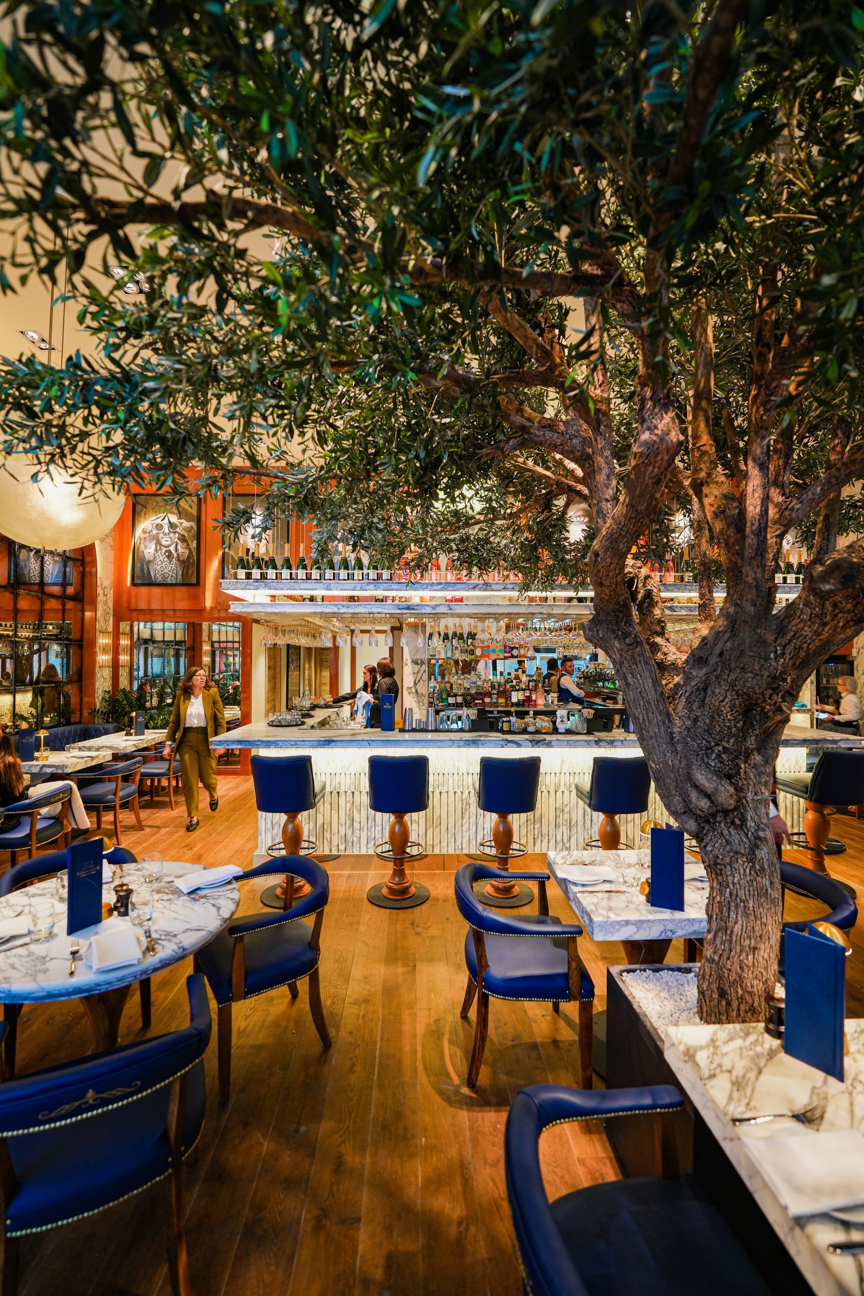Interior of a Wilmslow restaurant with an olive tree, blue chairs, and a marble bar.